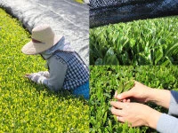 Gensen Tezumi Shincha, Bio, Super-Premium 5 Gensen Tezumi Shincha, Bio, Super-Premium – Bild 5