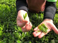 Gensen Tezumi Shincha, Bio, Super-Premium 6 Gensen Tezumi Shincha, Bio, Super-Premium – Bild 6