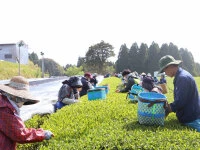 Gensen Tezumi Shincha, Bio, Super-Premium 8 Gensen Tezumi Shincha, Bio, Super-Premium – Bild 8